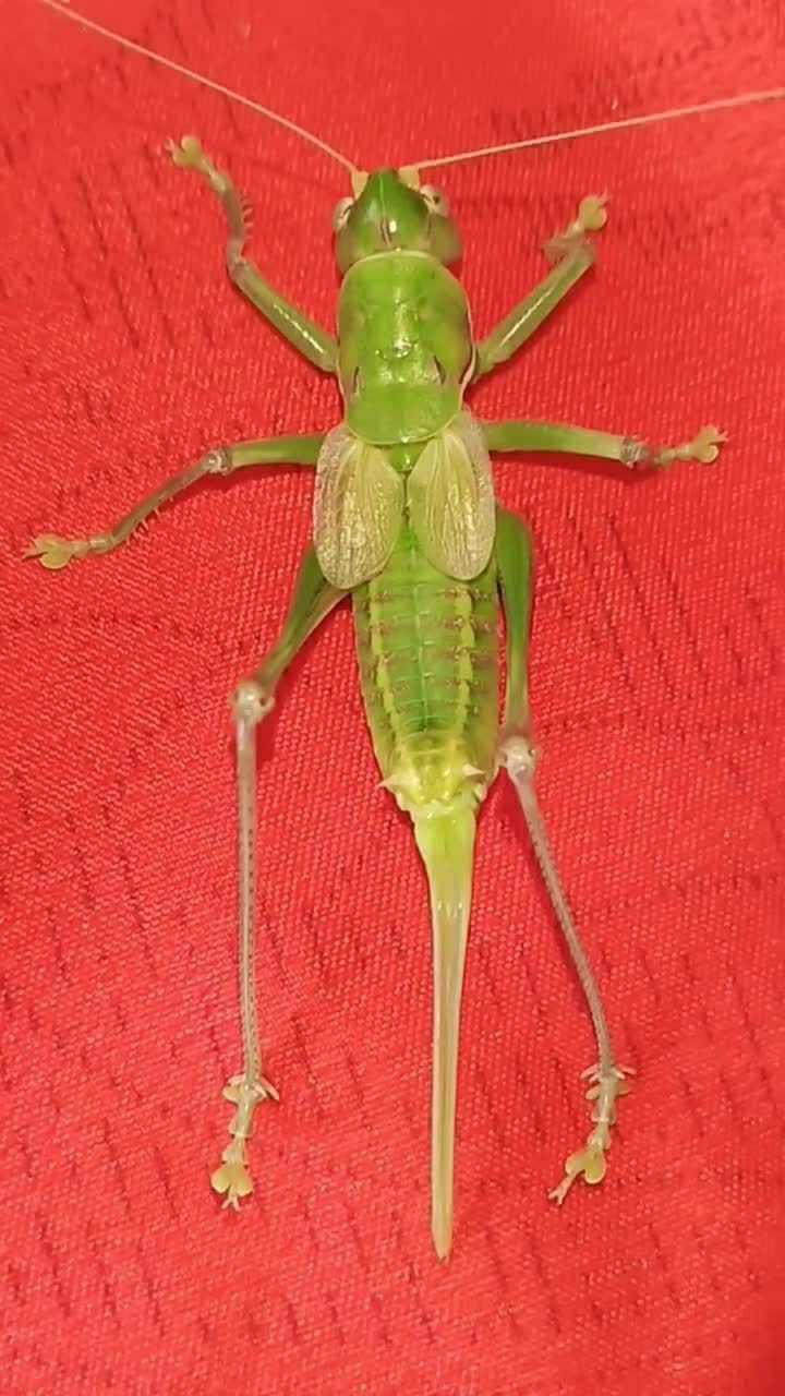 这个是刚蜕完皮的蝈蝈,翅膀才那么一点点