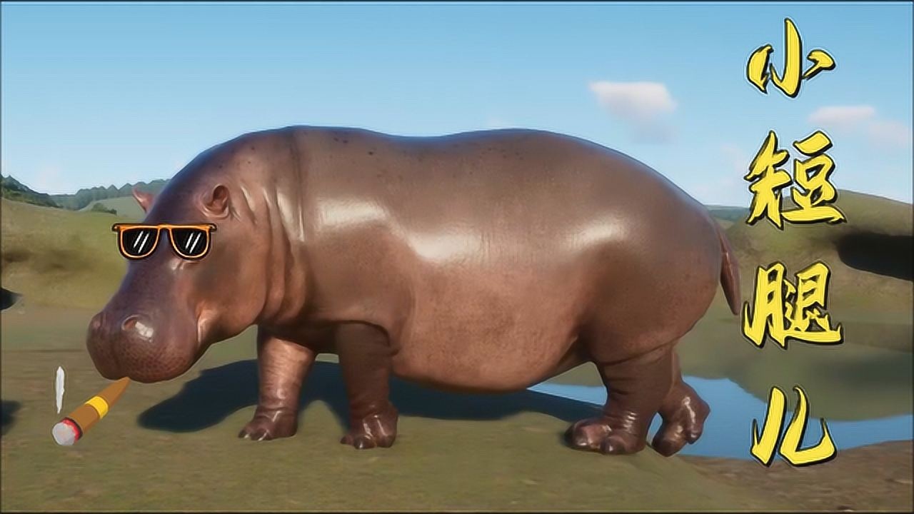 歪你解说动物园之星4动物园来了两只河马体重高达四千斤腿却有点儿短