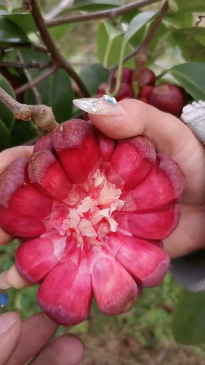 酸酸甜甜的黑老虎果,絕對是夏天必備的水果