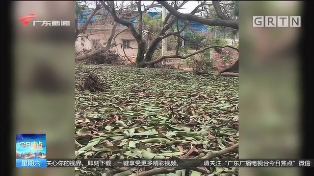 茂名:果树减产因工厂排废气?环保部门回应