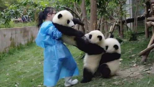 成都一只熊猫能听懂四川话，还能跟饲养员交流，国宝简直厉害了！