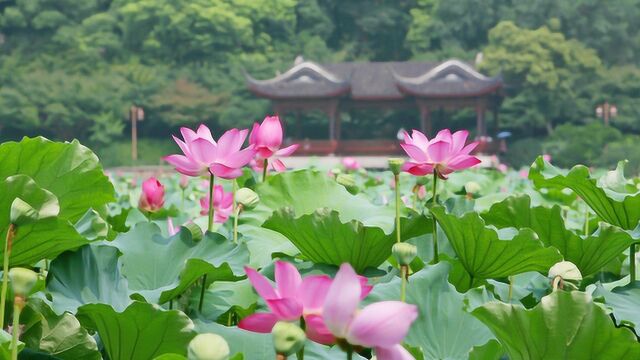 立夏了知了出来唱歌了,池塘里的荷花也开了,美术老师带你画夏日的景色