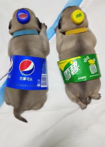 可乐味和雪碧味的狗狗,你更喜欢哪个,夏日解暑必备