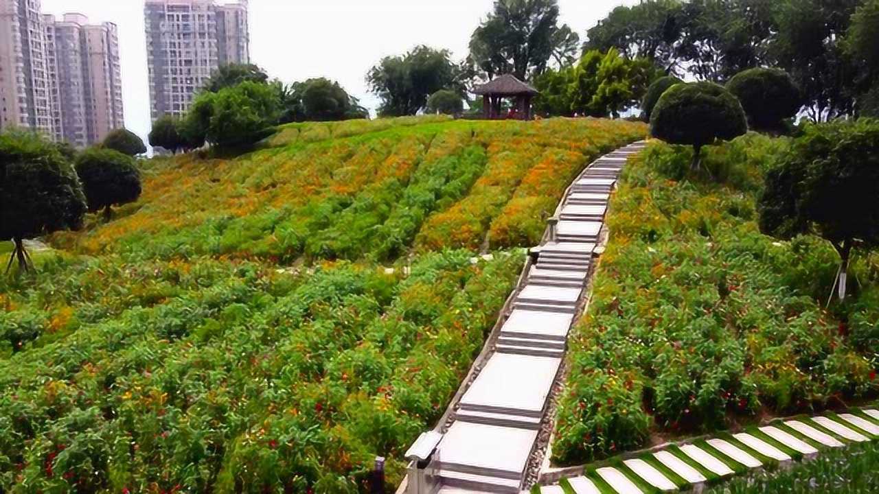 重庆幸福公园花开了!人少景美!适合去散步拍照!