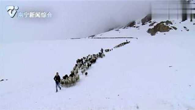 绵羊被人们图的花花绿绿,成群的“彩虹”,走在白皑皑的雪地上