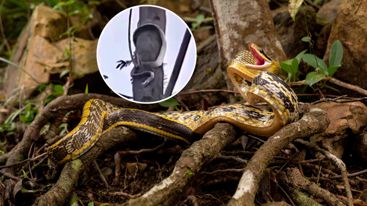 蛇是怎么咬人的视频 k14016ens7v_hz.jpg