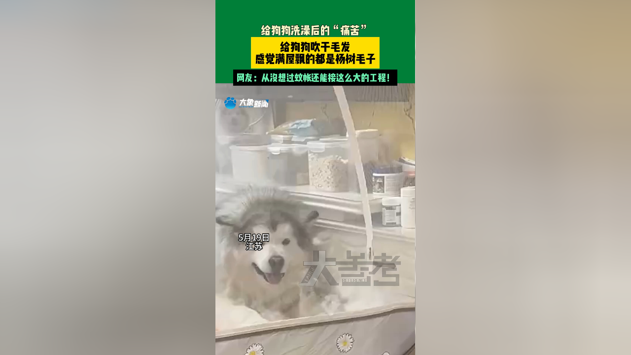 给狗狗吹干毛发,感觉满屋飘的都是杨树毛子