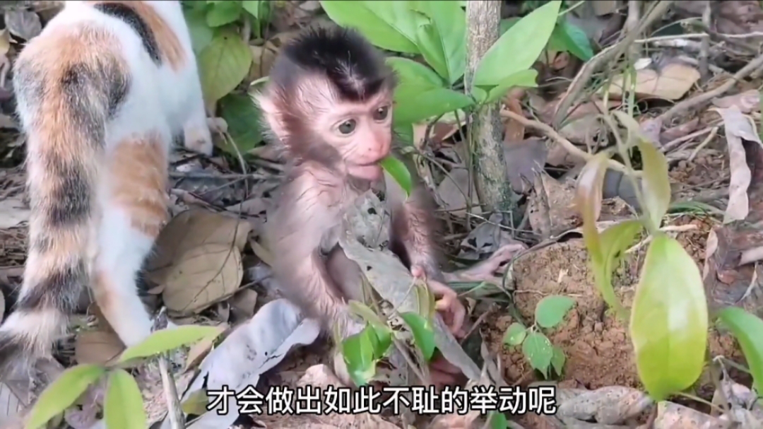 可怜的小猴子被妈妈遗弃,幸好被小猫救助,太有爱了|纪录片