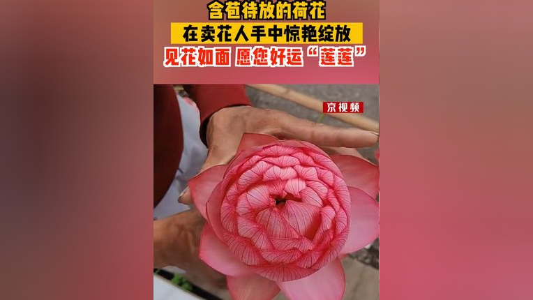 见花如面,愿你好运"莲莲"!