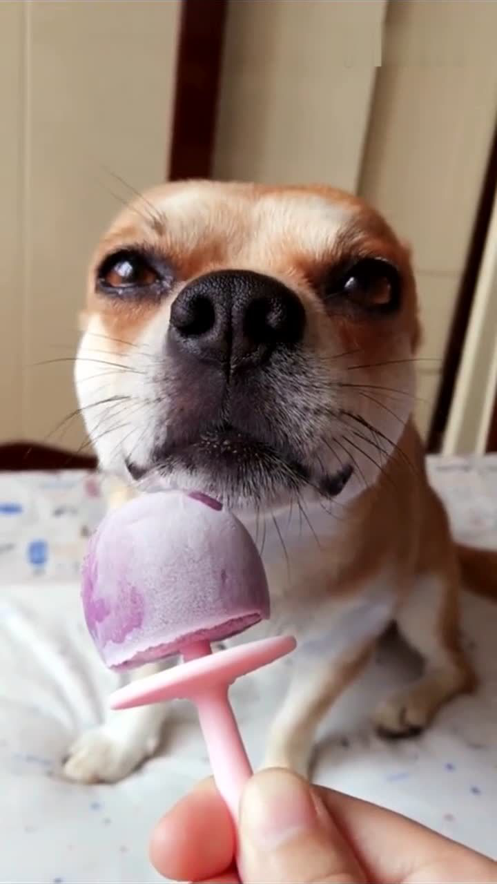 给给狗狗吃棒棒糖,一脸享受的样子