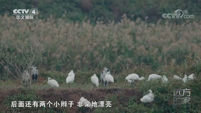 黑脸琵鹭性情比较安静,常常两三对一起在高树上营巢