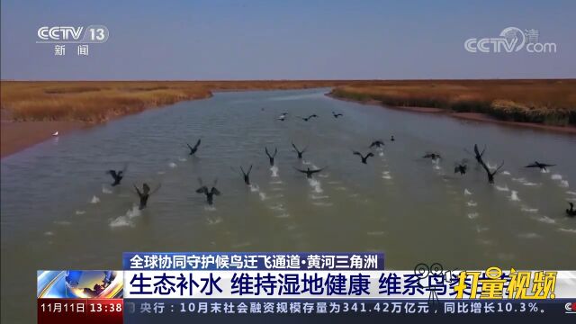 黄河三角洲:生态补水维持湿地健康,维系鸟类生存