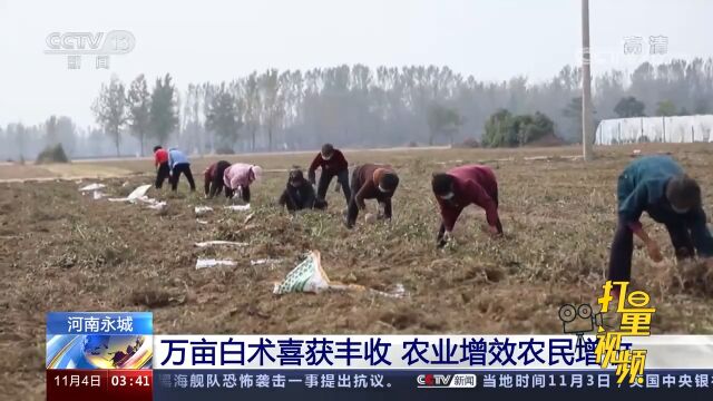 速看!河南永城:万亩白术喜获丰收,有效促进当地农民增收致富