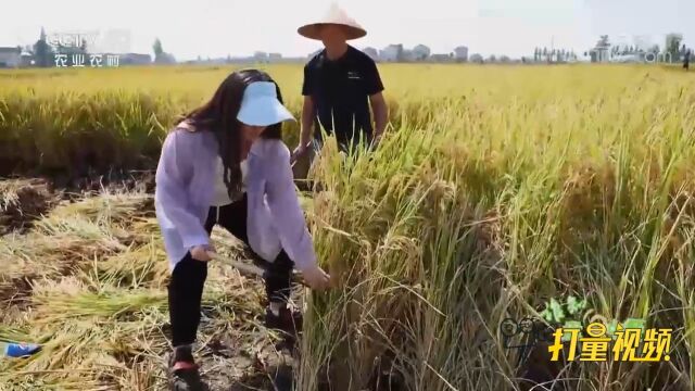 丰收割稻热火朝天,一起学习体验如何割水稻