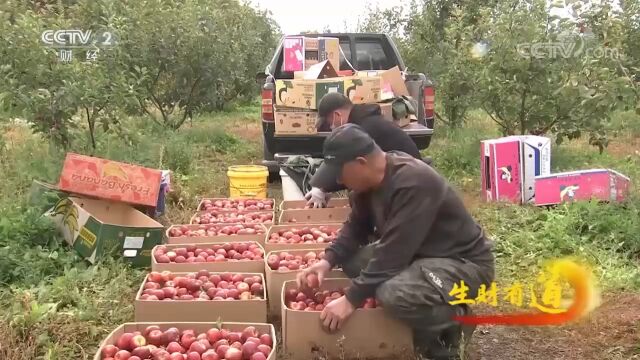 王贵林的果园单龙丰果一个品种,每年收入可达十多万元