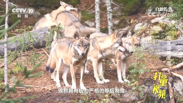 狼是群居动物,狼群拥有极为严格的等级制度