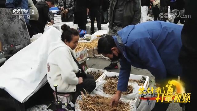 吉林通化人参早市人声鼎沸,人参产业带动农民发展就业