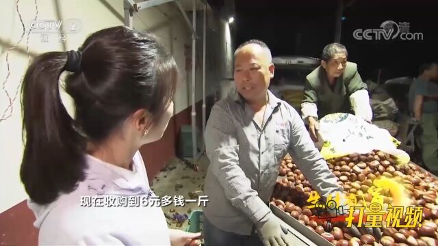 本地的栗子竟然能收购到6元钱一斤,一年能赚百十万元