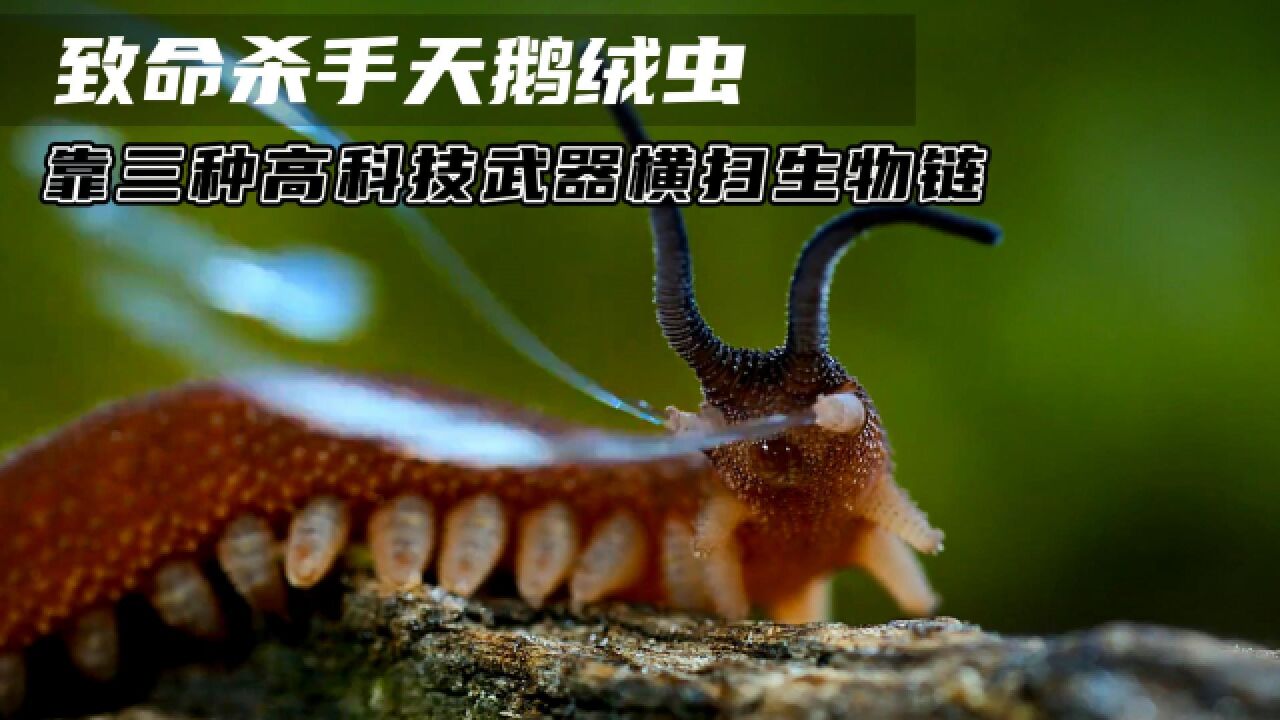 会喷"502胶水"的天鹅绒虫,看似人畜无害,实则是个昆虫杀手!