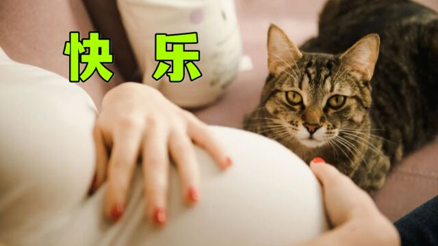 怀孕养猫,比平时更快乐