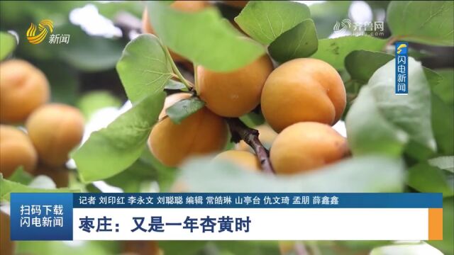 又是一年杏黄时!枣庄:黄灿灿的杏子挂满枝头,果农乐享丰收喜悦