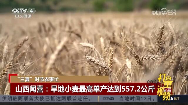 山西闻喜旱地小麦迎来丰收,最高产达到557.2公斤