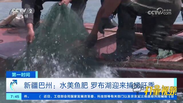 新疆巴州:水美鱼肥,罗布湖迎来捕捞旺季