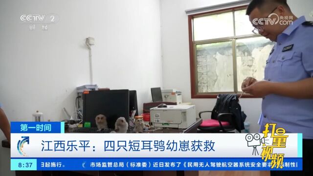 江西乐平:四只短耳鸮幼崽获救