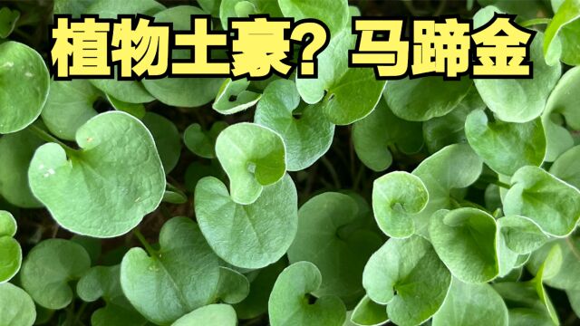 微小草本却有个豪气的名字,一分钟了解马蹄金