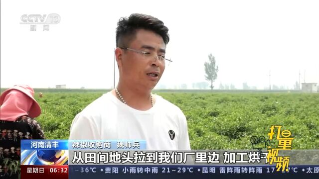 河南清丰:6万亩辣椒喜丰收,田间地头一派繁忙,乡村振兴劲头足