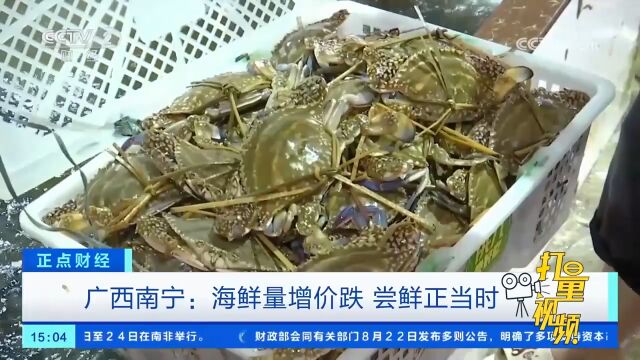 开海后海鲜供货价有什么变化?皮皮虾一斤便宜60元!