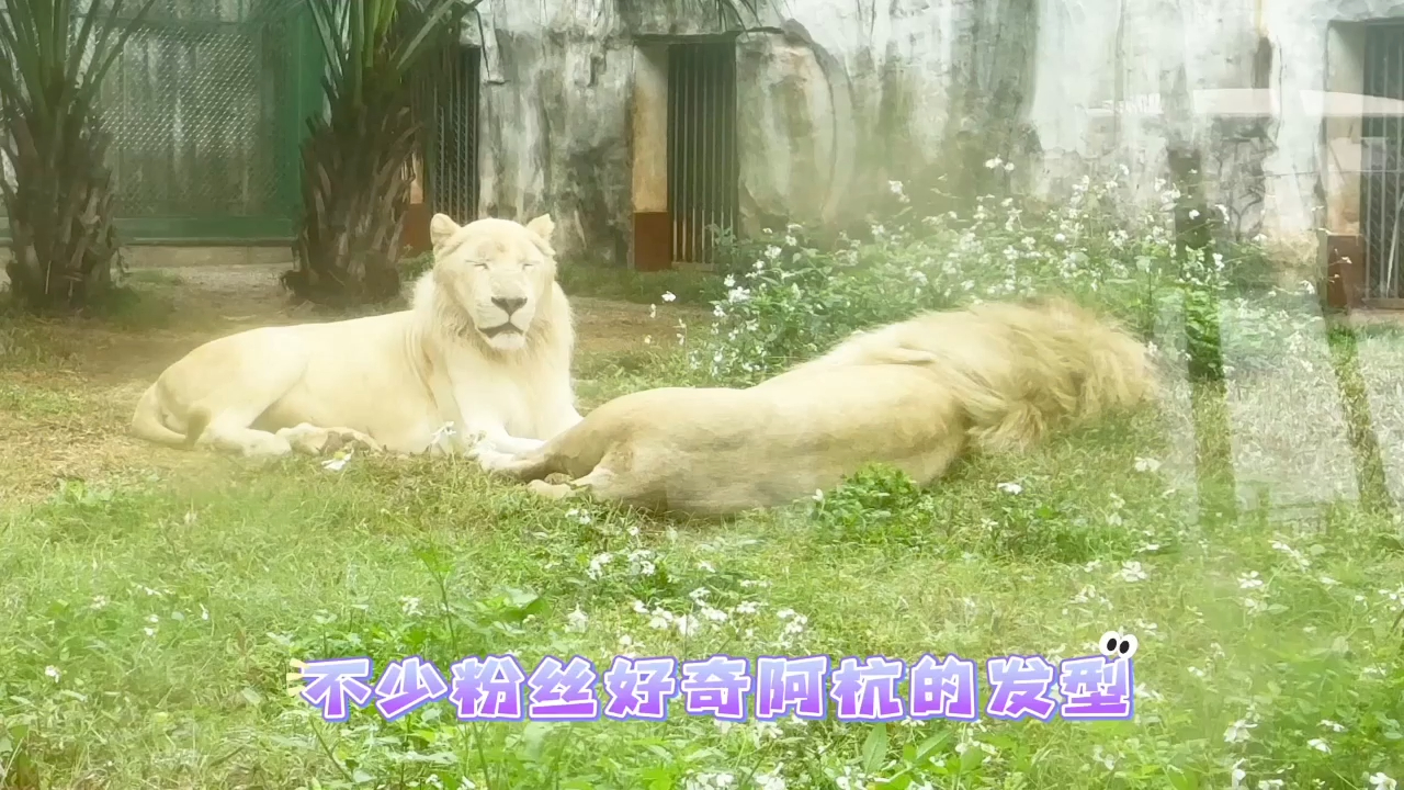回南天,来看看白狮阿杭的发型