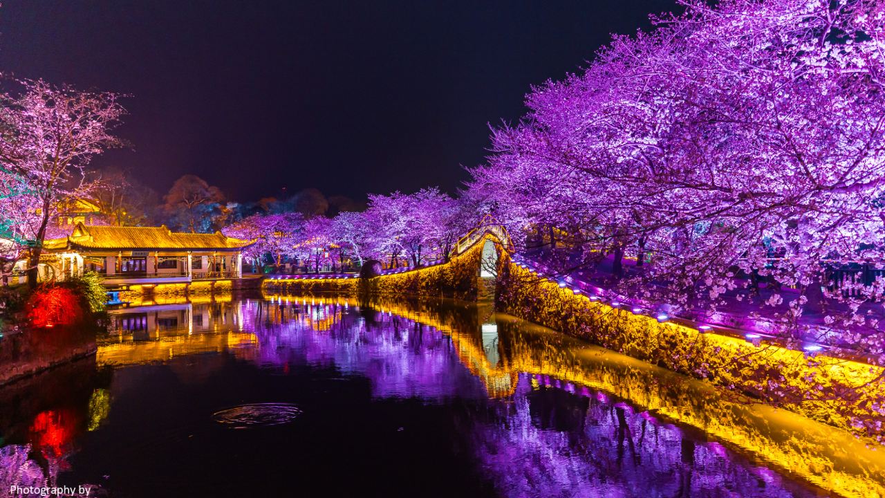 鼋头渚夜赏樱花首秀,梦幻般的夜樱令人陶醉