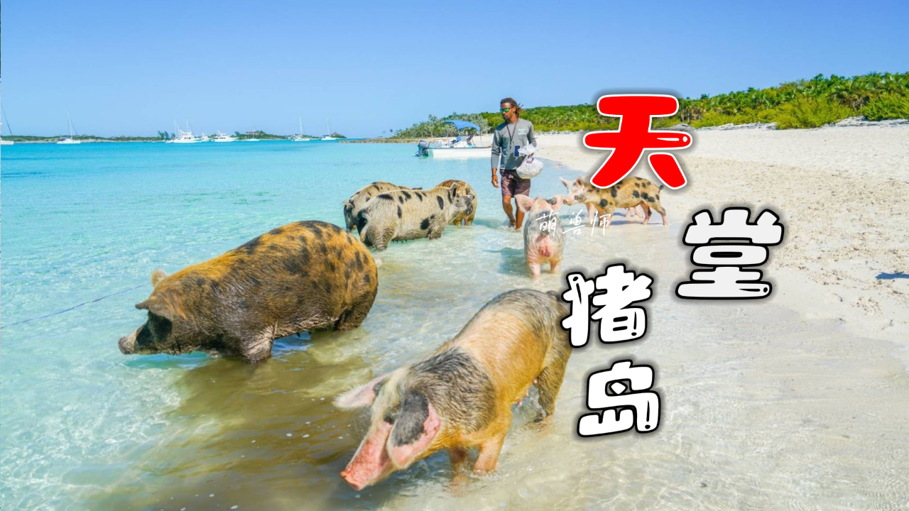 太平洋有座被猪占领的岛,会地里刨食下海捕食|纪录片