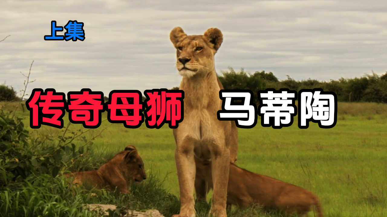 (上集)重温母狮马蒂陶的传奇经历,它的传奇经历曾感动