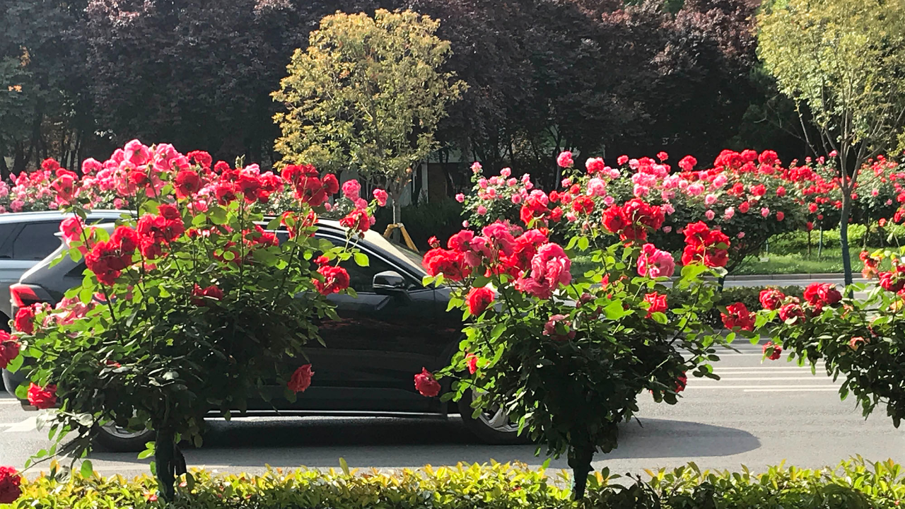 西安南二环月季花盛开,城里车流量最大的公路变身鲜花大道,太美了
