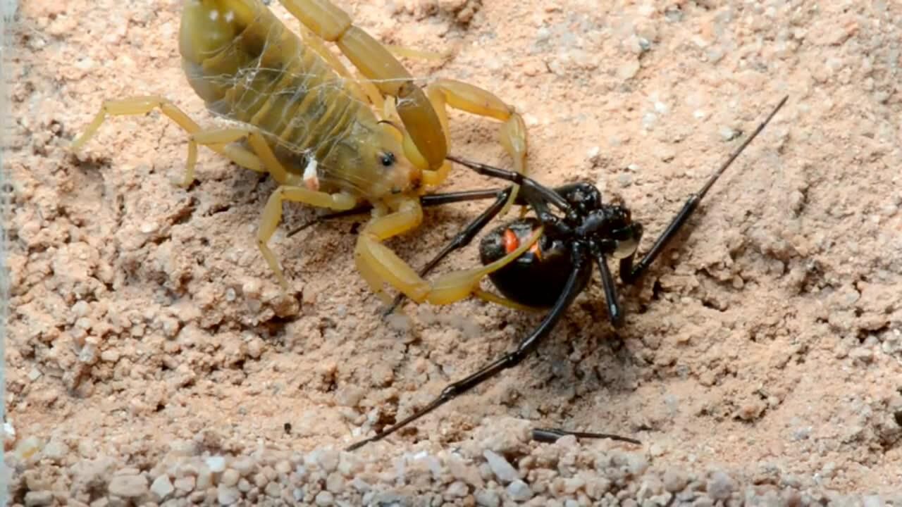 蝎子捕猎黑寡妇蜘蛛