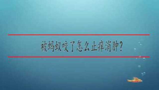 被蚂蚁咬了怎么止痒消肿?