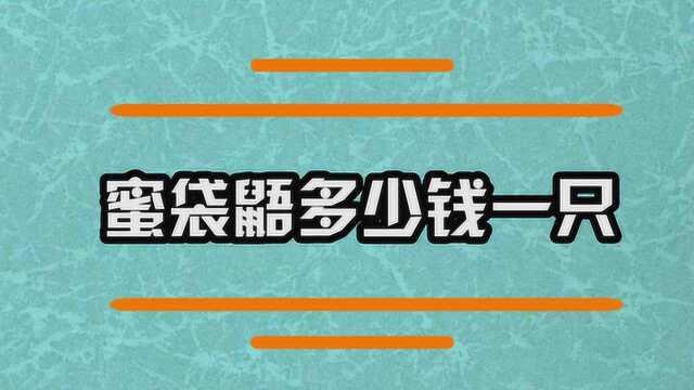 蜜袋鼯需要多少钱一只呢?