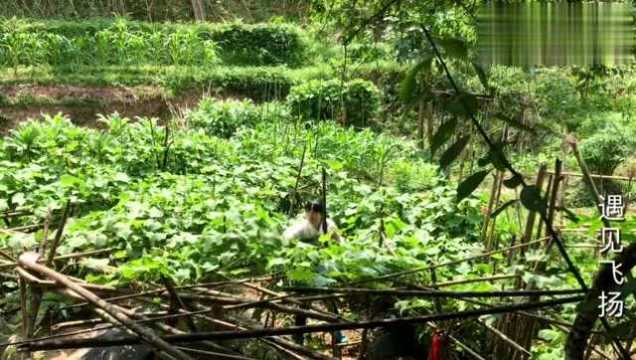 这种叫佛手瓜苗又叫龙须菜,种植生长过程与吃法分享给你