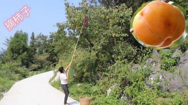 柿子树太高怎么摘?湘西小程有妙招,一根竹竿和网