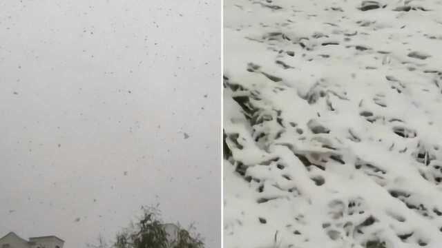 黑龙江通河县突降暴雪 村民吐槽庄稼还未收完