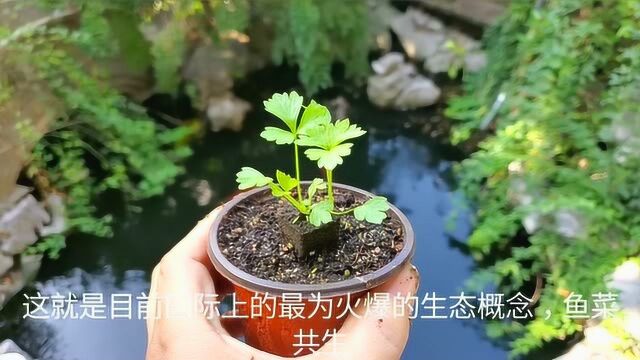 能让水清鱼欢的过滤系统,必须具备三大条件,你知道吗?