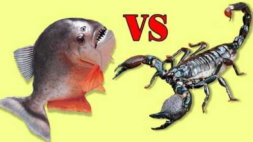 食人鱼大战蝎子,水中的蝎子如何反转局势,摄像机纪录全过程