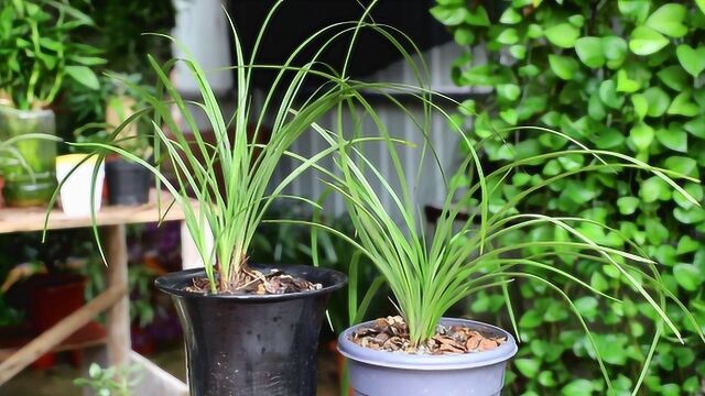 兰花长花苞到开花需多久?了解“两点”,对花期了如指掌