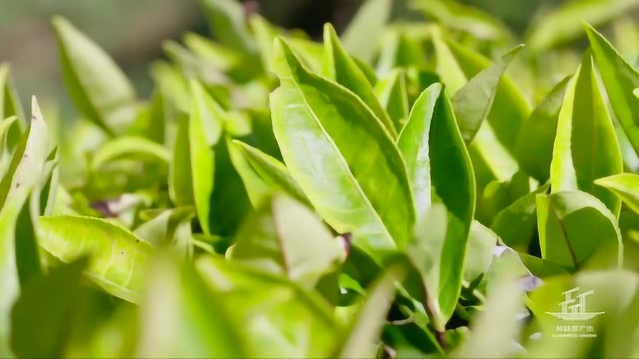 风味原产地潮汕薄荷金不换茴香时令青菜跟青茶一起翻炒