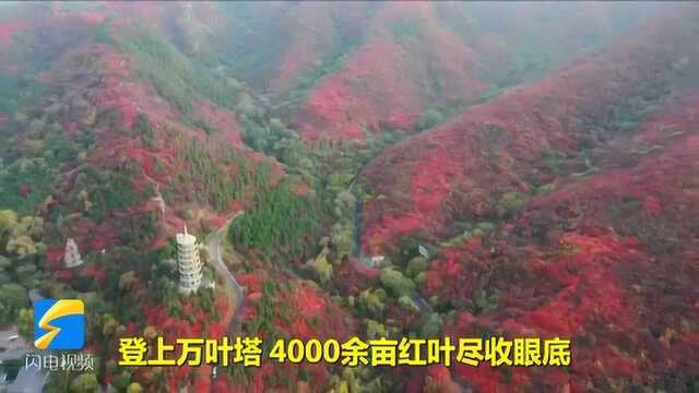 醉美秋色丨53秒航拍看遍济南红叶谷满山红叶,这才是秋天正确的打开方式