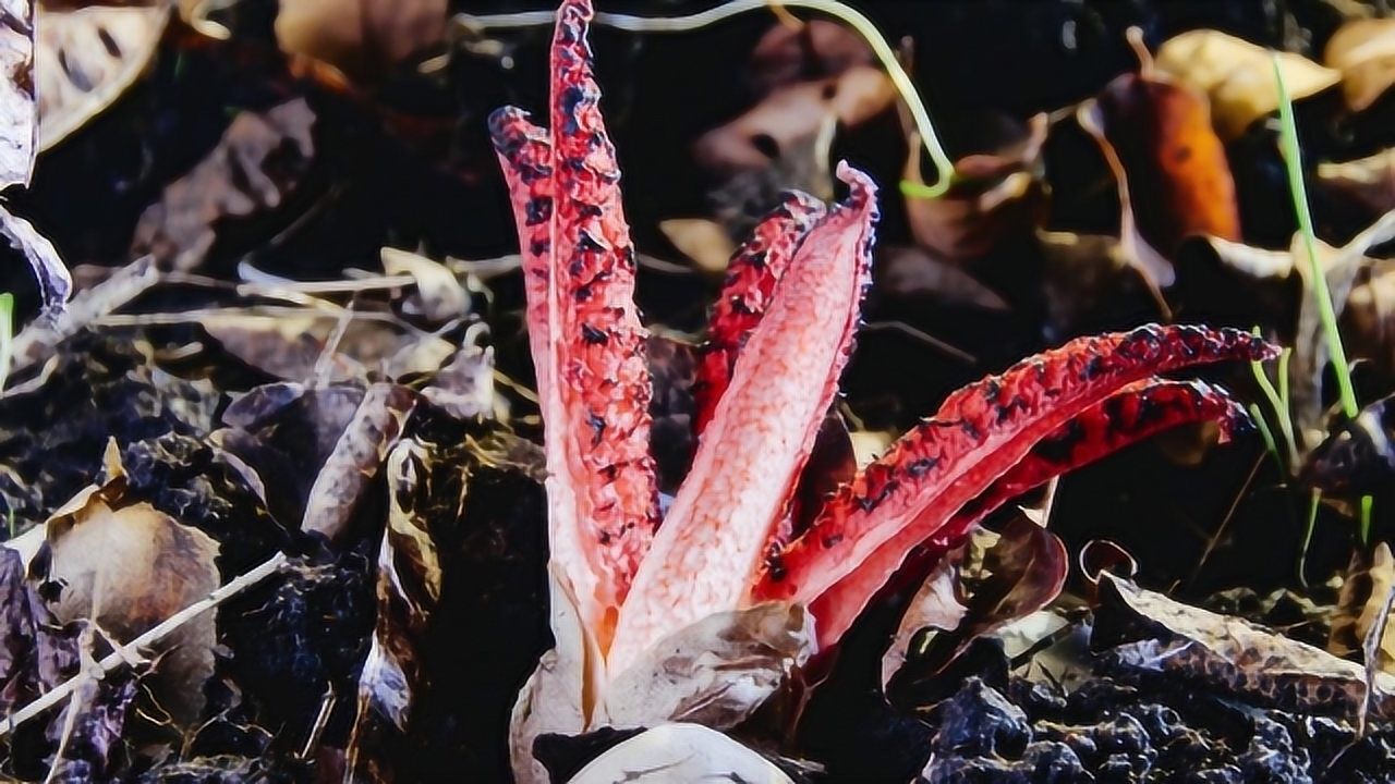 魔鬼指菇来自天堂的魔鬼形状如手指气味难闻僵尸吃一口瞬间休克