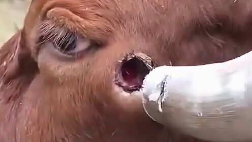 现实版"钻牛角尖",牛角长弯刺进牛头!网友:心疼牛