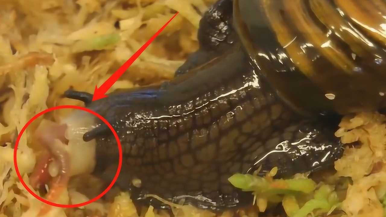 新西兰恐怖食肉蜗牛:吃蚯蚓如用吃面,有六千多颗牙齿